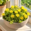 Yellow Ice Plant Live - Succulent Ground Cover, Bright Yellow Flowers, 4 Inch Pot, 3-6 Inch Tall - Image 1