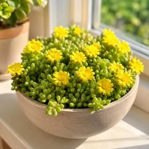 Yellow Ice Plant Live - Succulent Ground Cover, Bright Yellow Flowers, 4 Inch Pot, 3-6 Inch Tall - Image 1