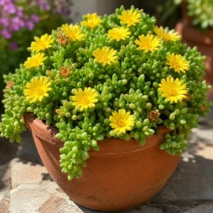 Yellow Ice Plant Live - Succulent Ground Cover, Bright Yellow Flowers, 4 Inch Pot, 3-6 Inch Tall - Image 6