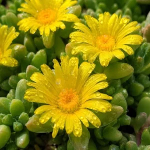 Yellow Ice Plants Live 2-Pack, 3-6 Inch Tall Succulent Ground Cover, 4 Inch Pot - Image 3