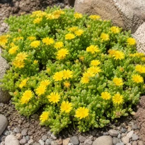 Yellow Ice Plants Live 2-Pack, 3-6 Inch Tall Succulent Ground Cover, 4 Inch Pot - Image 4