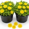 Yellow Ice Plants Live 2-Pack, 3-6 Inch Tall Succulent Ground Cover, 4 Inch Pot - Image 1