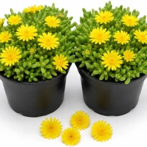 Yellow Ice Plants Live 2-Pack, 3-6 Inch Tall Succulent Ground Cover, 4 Inch Pot - Image 1