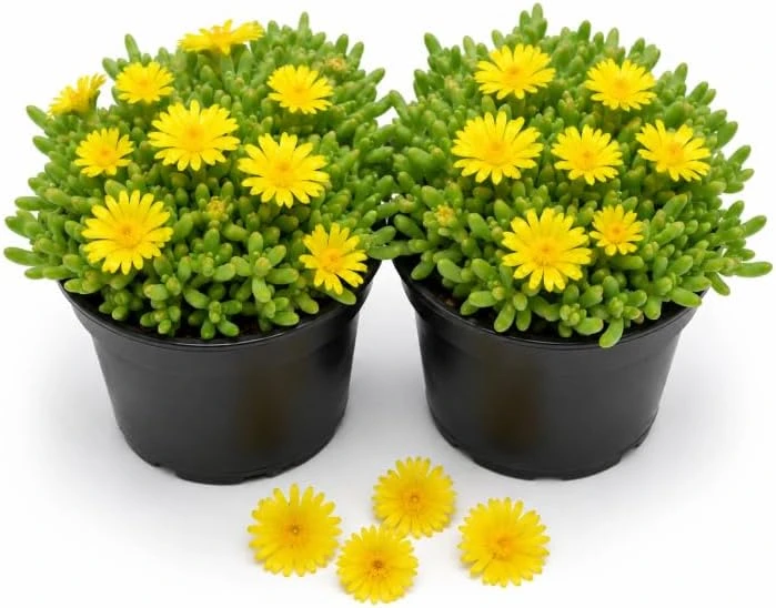Yellow Ice Plants Live 2-Pack, 3-6 Inch Tall Succulent Ground Cover, 4 Inch Pot - Image 1