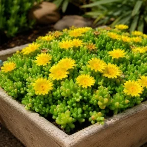Yellow Ice Plants Live 2-Pack, 3-6 Inch Tall Succulent Ground Cover, 4 Inch Pot - Image 5