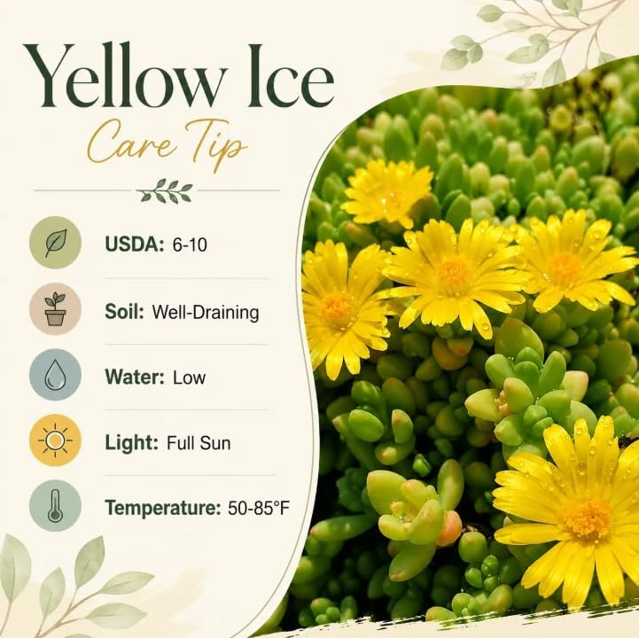 Yellow Ice Plants Live 2-Pack, 3-6 Inch Tall Succulent Ground Cover, 4 Inch Pot - Image 6