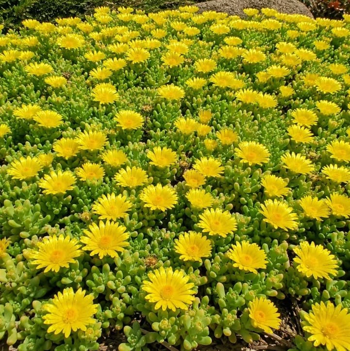 Yellow Ice Plants Live 2-Pack, 3-6 Inch Tall Succulent Ground Cover, 4 Inch Pot - Image 7