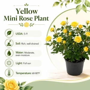 Yellow Miniature Rose Live Plant – 4-6 Inch Tall Bush in 4 Inch Pot – Outdoor/Indoor - Image 5