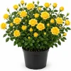 Yellow Miniature Rose Live Plant – 4-6 Inch Tall Bush in 4 Inch Pot – Outdoor/Indoor - Image 1