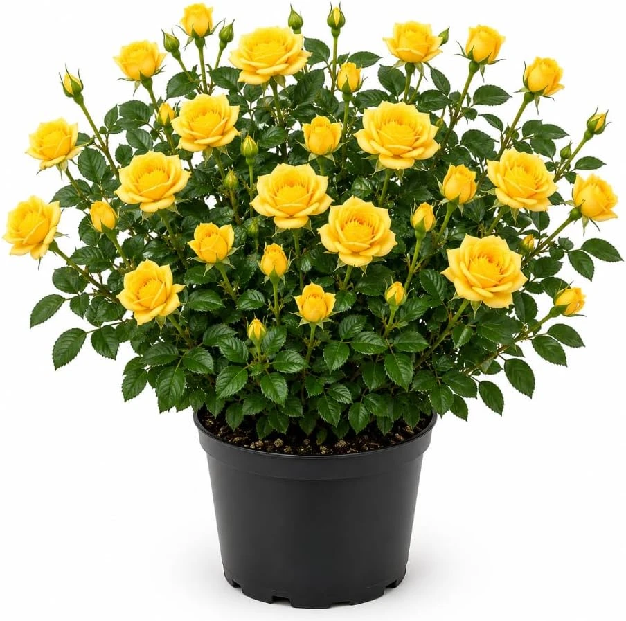 Yellow Miniature Rose Live Plant – 4-6 Inch Tall Bush in 4 Inch Pot – Outdoor/Indoor - Image 1