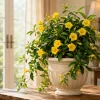 Yellow Tropical Jasmine Live Plant, 4-6 Inch Tall, 3 Inch Pot, Indoor/Outdoor - Image 1