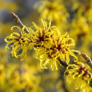 Yellow Witch Hazel Live Plant – Hamamelis Shrub – 6-12 Inch Tall – Quart Pot – Outdoor - Image 5