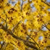 Yellow Witch Hazel Live Plant – Hamamelis Shrub – 6-12 Inch Tall – Quart Pot – Outdoor - Image 1