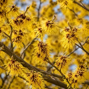 Yellow Witch Hazel Live Plant – Hamamelis Shrub – 6-12 Inch Tall – Quart Pot – Outdoor - Image 1