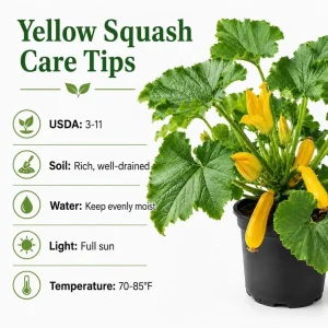 Yellow Zucchini Live Plants - 2 Pack, 4-6 Inch Summer Squash Seedlings for Outdoor Garden - Image 4