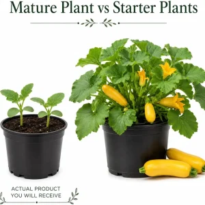 Yellow Zucchini Live Plants - 2 Pack, 4-6 Inch Summer Squash Seedlings for Outdoor Garden - Image 7