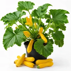 Yellow Zucchini Live Plants - 2 Pack, 4-6 Inch Summer Squash Seedlings for Outdoor Garden - Image 1