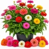 Zinnia Flower Live Plants - 3 Plants in 4 Inch Nursery Pots, 3-5 Inches Tall, Annual for Outdoor Gardens & Containers - Image 1
