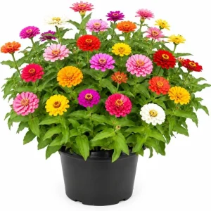 Zinnia Live Plants - 3-5 Inches Tall, 4-Inch Pot, Colorful Flowers - Image 1