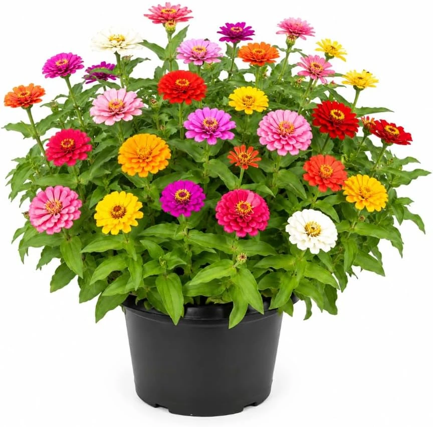 Zinnia Live Plants - 3-5 Inches Tall, 4-Inch Pot, Colorful Flowers - Image 1