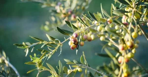 How to Grow Arbequina Olive Trees