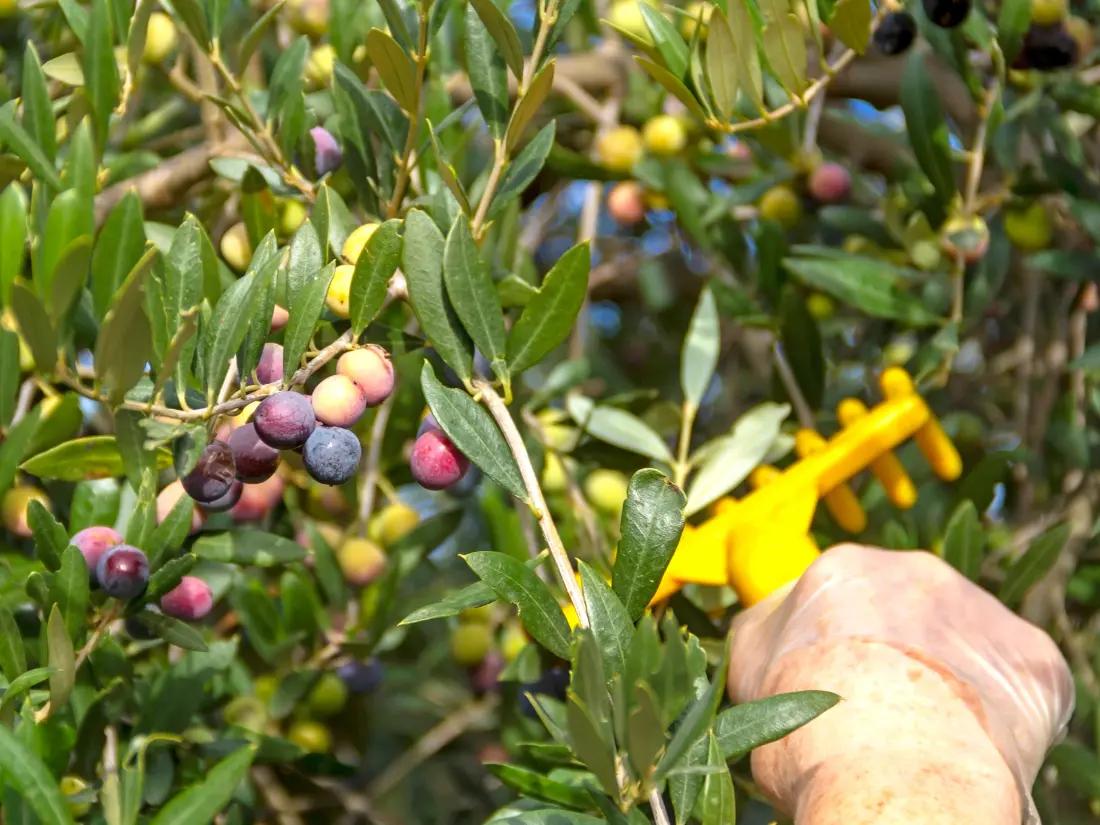 harvesting Arbequina Olive Trees