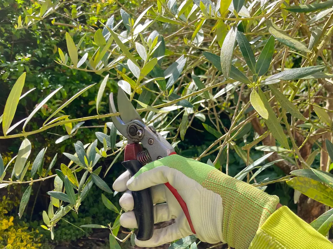 pruning Arbequina Olive Trees